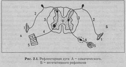 понятия о регуляции функций организма - student2.ru