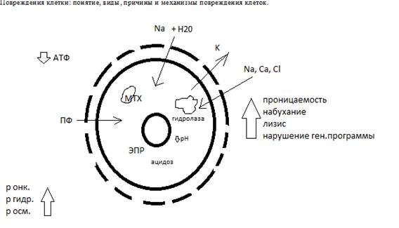 Повреждения клетки: понятие, виды, причины и механизмы повреждения клеток - student2.ru