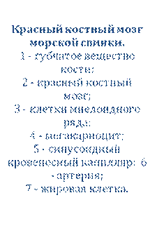 Препарат № 77. Красный костный мозг. Гистологический срез. - student2.ru