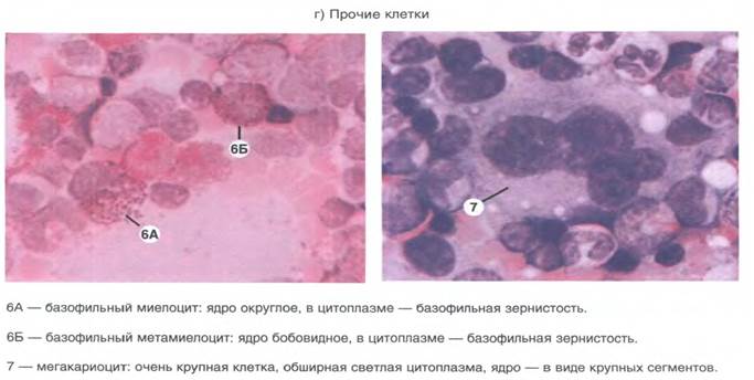 Препарат № 77. Красный костный мозг. Гистологический срез. - student2.ru