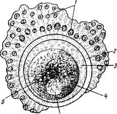 продвижение яицевои клетки - student2.ru