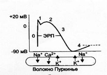 Противоаритмические средства, применяемые при тахиаритмиях - student2.ru