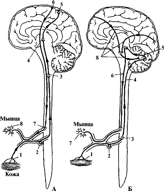 Проводящие пути головного и спинного мозга. Они состоят из пучков нервных волокон, обеспечивающих связь нижележащих нервных центров с вышележащими центрами и наоборот - student2.ru