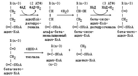 пути метаболизма глицерина - student2.ru
