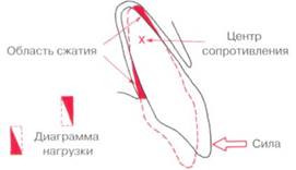 Распределение силы и типы перемещения зубов - student2.ru