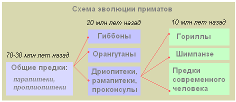 Расы — исторически сложившиеся группы людей, различающиеся некоторыми физическими (черты лица, цвет кожи, глаз, волос, форма волос и др.) и физиологическими признаками. - student2.ru