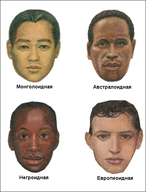 Расы — исторически сложившиеся группы людей, различающиеся некоторыми физическими (черты лица, цвет кожи, глаз, волос, форма волос и др.) и физиологическими признаками. - student2.ru