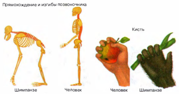 Расы — исторически сложившиеся группы людей, различающиеся некоторыми физическими (черты лица, цвет кожи, глаз, волос, форма волос и др.) и физиологическими признаками. - student2.ru