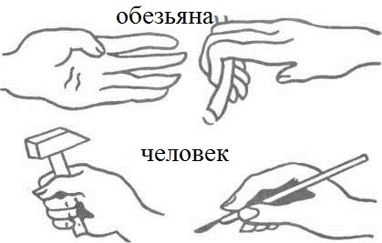 Расы — исторически сложившиеся группы людей, различающиеся некоторыми физическими (черты лица, цвет кожи, глаз, волос, форма волос и др.) и физиологическими признаками. - student2.ru