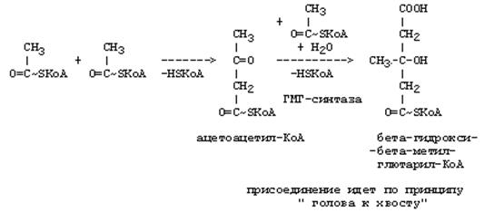 реакции синтеза кетоновых тел - student2.ru