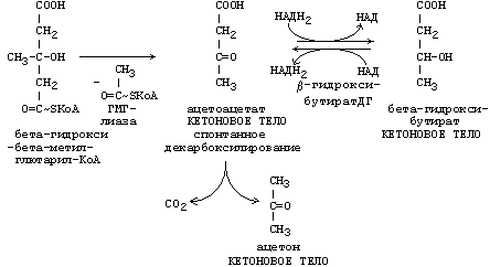 реакции синтеза кетоновых тел - student2.ru
