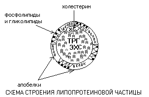 реакции синтеза жирных кислот - student2.ru