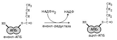 реакции синтеза жирных кислот - student2.ru