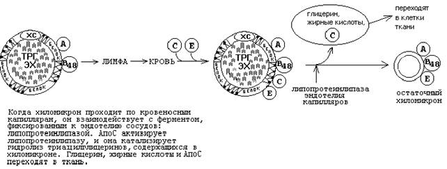 реакции синтеза жирных кислот - student2.ru