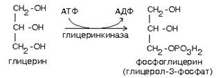 реакции синтеза жирных кислот - student2.ru