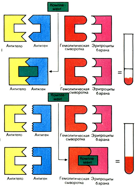Реакция связывания комплемента - student2.ru