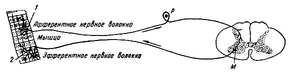 Рефлекторная дуга двухнейронная схема