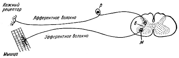 Рефлекс. Рефлекторная дуга. Виды рефлексов - student2.ru