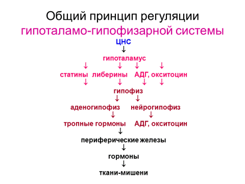 Регуляция продукции гормона по типу ( -) обратной связи - student2.ru