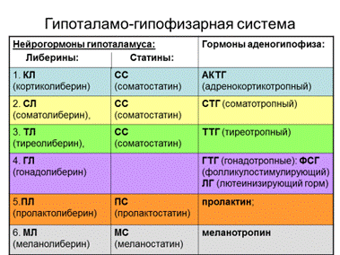 Регуляция продукции гормона по типу ( -) обратной связи - student2.ru