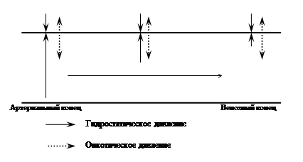 Регуляция водно-электролитного обмена - student2.ru