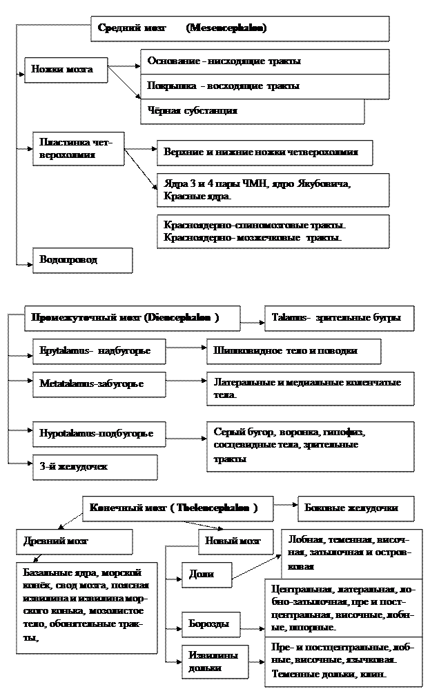 Решите задачи. Нарушения, каких видов иннервации будет наблюдаться при полном разрыве седалищного нерва в области нижней трети бедра? - student2.ru