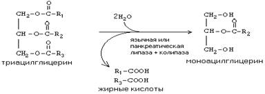 роль апобелков в составе липопротеинов - student2.ru