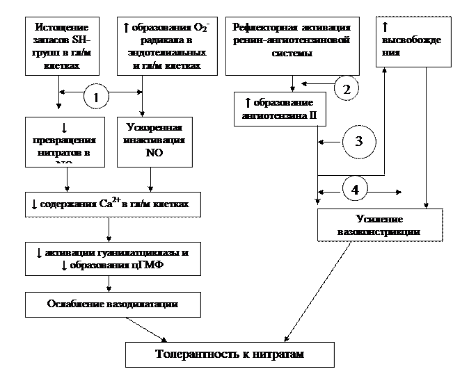 Роль ионов кальция в регуляции сердечно-сосудистой системы - student2.ru