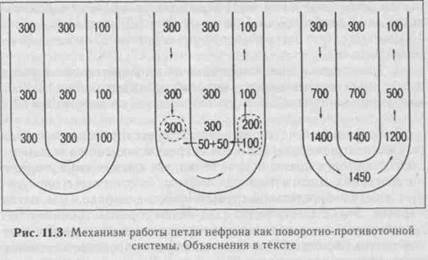 роль различных отделов нефрона в мочеобразовании - student2.ru