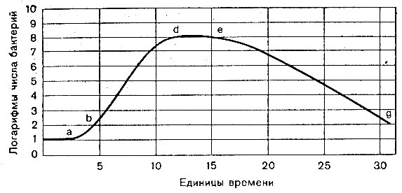 Рост и размножение бактерий - student2.ru