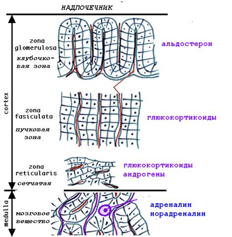 Секреция стимулируется повышением концентрации кальция в крови - student2.ru