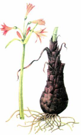 Сем. амариллисовые - Amaryllidaceae - student2.ru