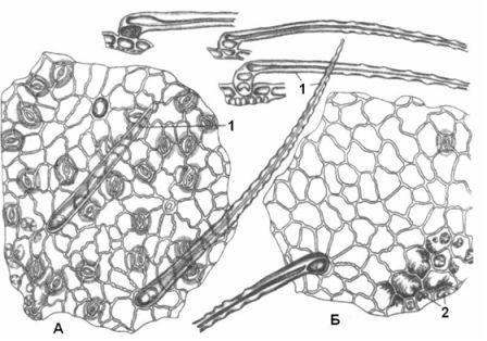 Сем. бобовые - Fabaceae. Другие названия: мышатник, пьяная трава - student2.ru