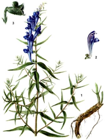 Сем. губоцветные - Lamiaceae (Labiatae). Ботаническая характеристика.Травянистый многолетник с коротким многоглавым корневищем, переходящим в толстый стержневой корень - student2.ru