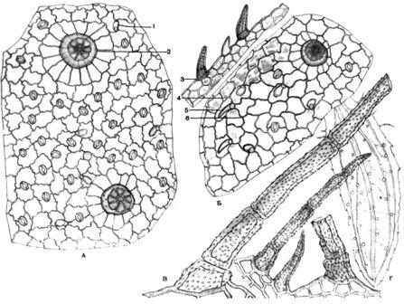 Сем. губоцветные - Lamiaceae (Labiatae). Другие названия: богородская трава, боровой перец, материнка, фимиамник - student2.ru