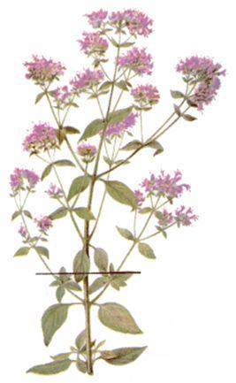 Сем. губоцветные - Lamiaceae (Labiatae). Другие названия: духовой цвет, боровая костоломная трава, материнка, душанка, ладанка, лебедка, мята лесная - student2.ru