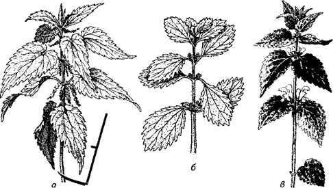 Сем. крапивные - Urticaceae - student2.ru