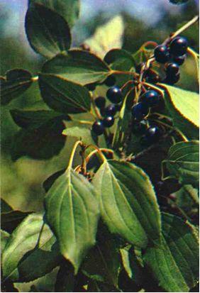 Сем. крушиновые - Rhamnaceae. Другие названия: крушина слабительная - student2.ru