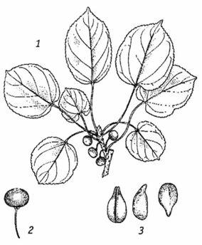 Сем. крушиновые - Rhamnaceae. Другие названия: крушина слабительная - student2.ru