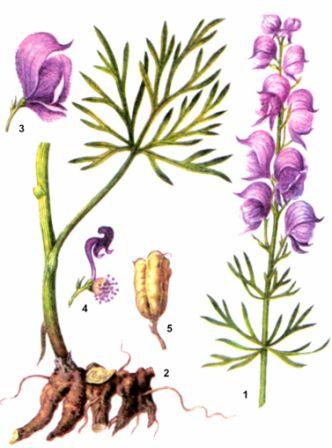 Сем. лютиковые - Ranunculaceae. Ботаническая характеристика - student2.ru