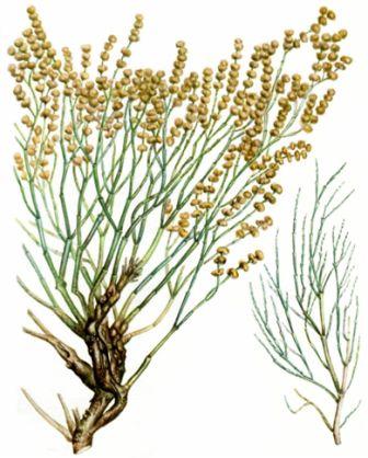 Сем. маревые - Chenopodiaceae - student2.ru