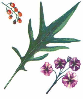 Сем. пасленовые - Solanaceae. Ботаническая характеристика - student2.ru