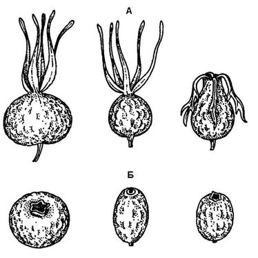 Сем. розоцветные - Rosaceae. Ботаническая характеристика.Кустарники высотой от 0,7 до 2,5 м с шипами на побегах - student2.ru