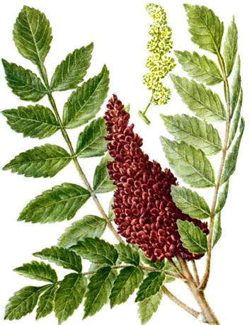 Сем. сумаховые (анакардиевые) - Anacardiaceae. Ботаническая характеристика.Кустарник или небольшое маловетвистое деревце высотой от 1 до 3 м - student2.ru