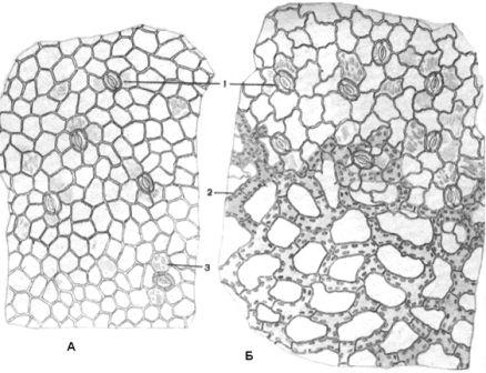 Сем. вахтовые - Menyanthaceae - student2.ru