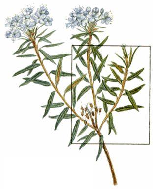 Сем. вересковые - Ericaceae - student2.ru