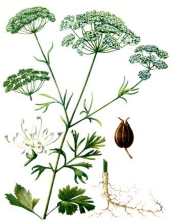 Сем. зонтичные - Apiaceae (Umbelliferae) - student2.ru