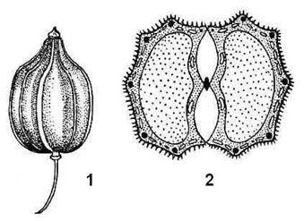 Сем. зонтичные - Apiaceae (Umbelliferae) - student2.ru