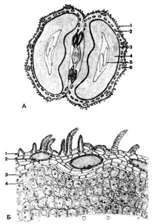 Сем. зонтичные - Apiaceae (Umbelliferae) - student2.ru