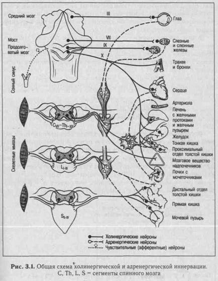 симпатическая нервная система - student2.ru